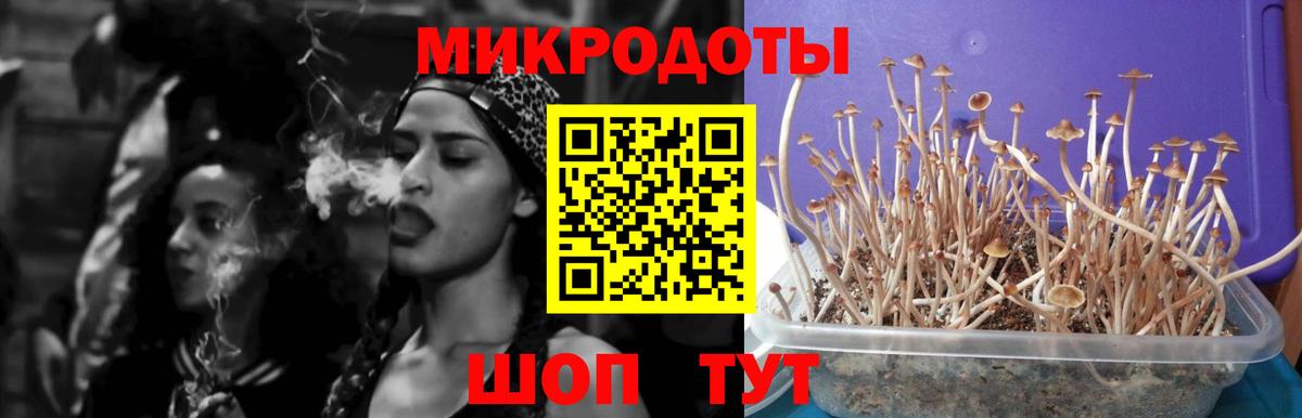 Псилоцибиновые грибы Psilocybine cubensis Калининград